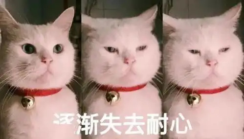  猫能有多渣怕你前任也比不上