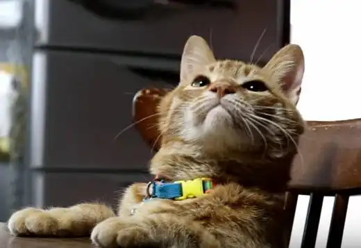  猫咪因为昨晚偷吃小鱼干今天被罚没有吃的它的表情搞笑了