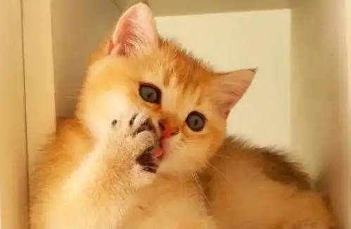 猫妈妈拒绝带娃,嫌弃的小表情亮了快把这熊孩子提开 猫妈妈拒绝带娃,嫌弃的小表情亮了快把这熊孩子提开