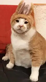 欠打的表情包小鱼干