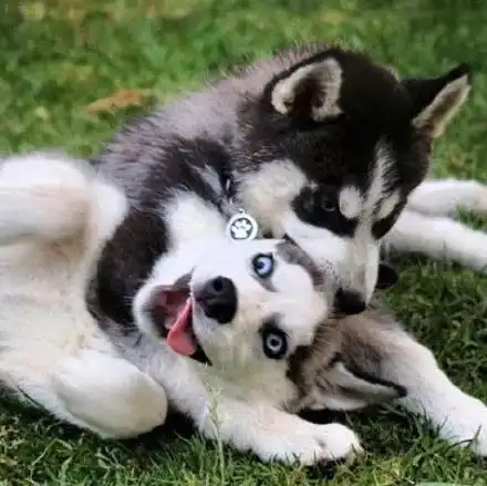  和哈士奇一起生活是种什么样的体验哈哈哈...笑惨了