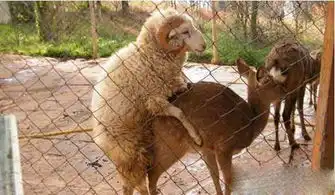  动物爱心泛滥离奇事令你目瞪口呆