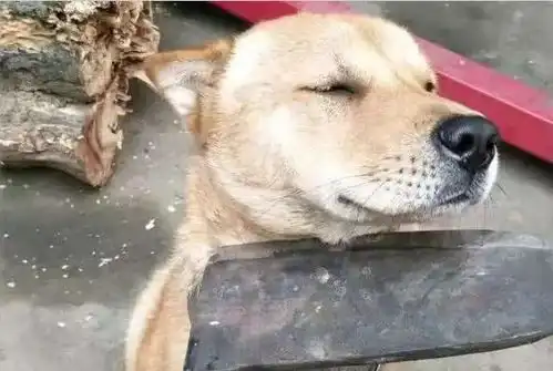 特别会生气的表情包狗狗