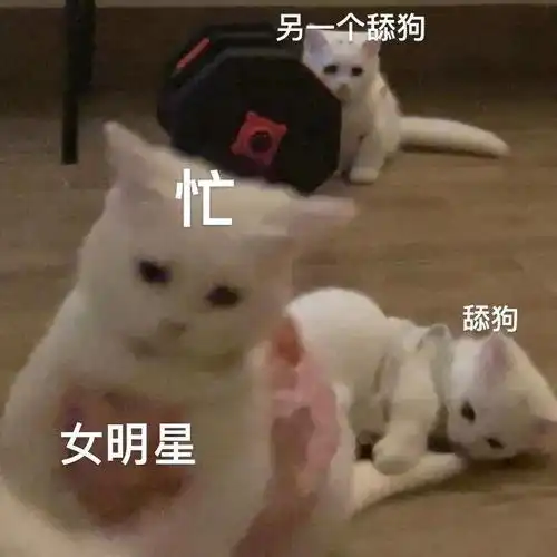  天天都在用的表情包猫咪,主人居然是个肌肉猛男