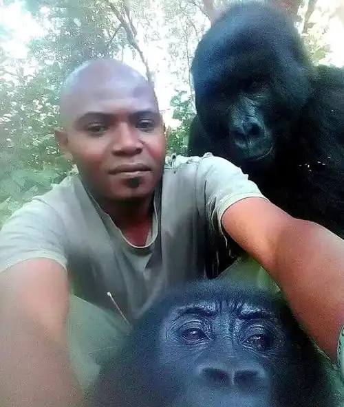  刚果护林员与濒危大猩猩自拍,大腹便便镜头感十足