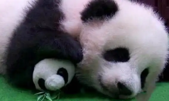  大熊猫抱着玩具不撒手,那表情绝了,大熊猫我的竹子分你一半呀