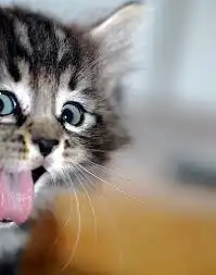  peek是什么意思,peek怎么读,peek翻译为偷看,窥视一瞥,看听力课堂在线翻译