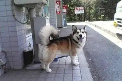  宠物不纯就不好看吗看完还会意所谓的纯种狗血统吗