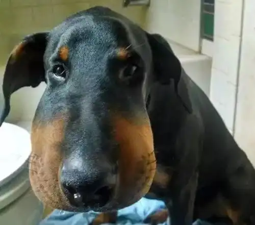 二哈搞笑表情图片蜜蜂