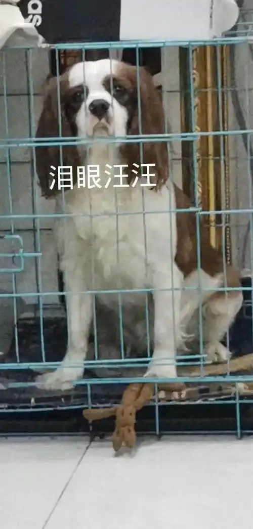  沙雕主人和表情包成精的狗子,每天都这样在家里上演大戏