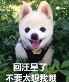  再见,俊介最早网红狗回汪星了,又一个表情包没了
