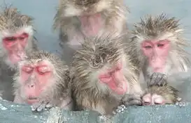 昏昏欲睡表情包表情