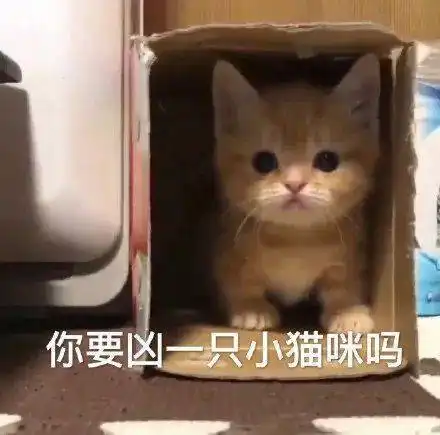  猫咪表情包今天也是棒棒的小猫