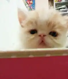 加菲猫表情包小视频爱心