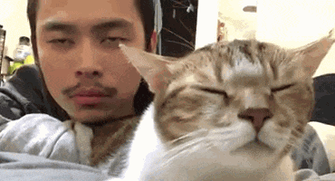 苏喂苏喂苏喂表情包猫猫