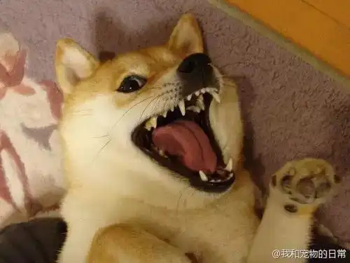  汪星人的那些小情绪,你都get到了吗