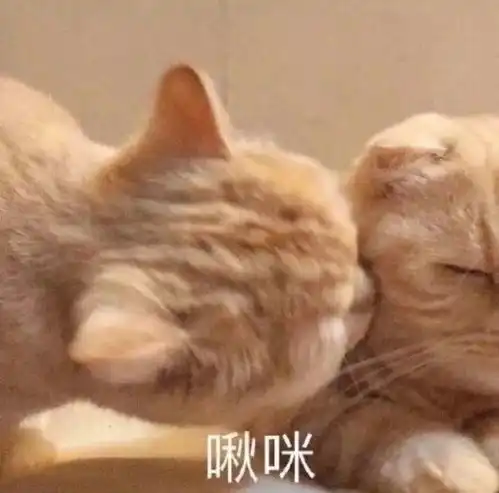 沙雕猫猫表情包气到炸毛 沙雕猫猫表情包气到炸毛