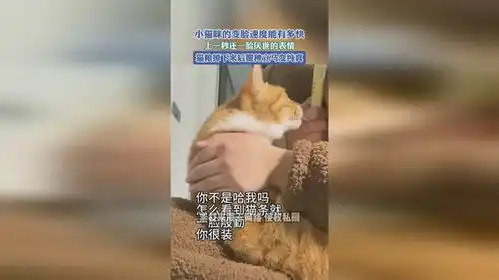  小猫咪的变脸速度能有多快,上一秒还一脸厌世的表情,猫粮掉下来后眼种立马变纯真