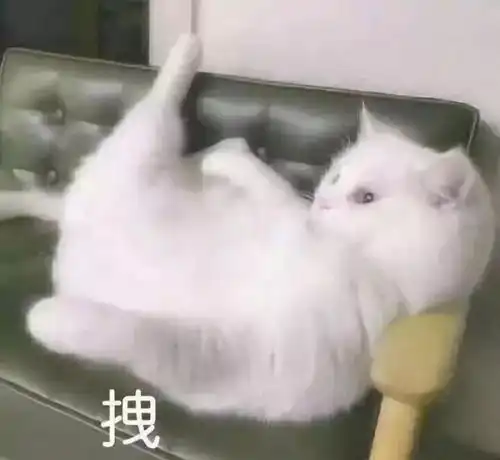  最后再说一遍,猫咪会说话