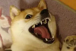  辣条就要征服世界了每日轻松一刻11月25日晚间版