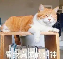 担心表情包猫咪橘猫