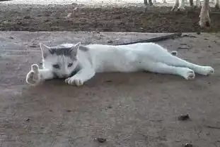  猫咪给你点了个赞