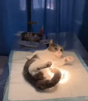  猫咪这些捣蛋行为,是把你亲妈了,你却在责怪它