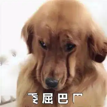  最全沙雕狗子表情包合辑年度最傻狗子都在这儿了