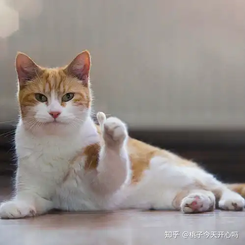 猫咪冲刺表情包头像