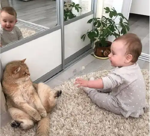  小主人向猫咪爬了过去,猫咪吓得后腿,最后靠在墙壁不敢乱动