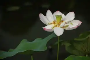  微笑的荷花专辑青山.笑看人生