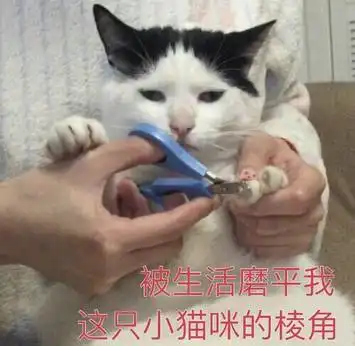 担心表情包猫咪郑渊洁