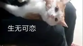 2019年10月小鱼干和大橘猪的国庆vlog国庆北京真的人很多吗