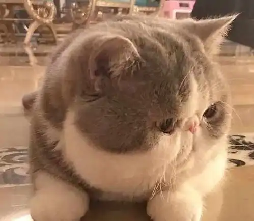  每次看到加菲猫的脸,就忍不住想去捏一捏,萌出一脸血