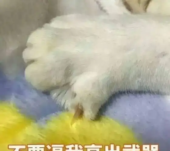  撸猫日记喵星人的最大魅力猫奴们的最爱