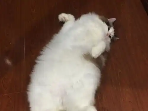  奇葩猫咪会叫我起床上班,在我家除了猫,没人担心我迟到