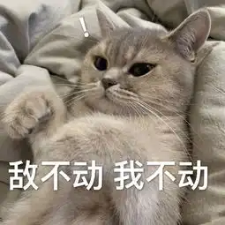  猫咪表情包今晚一起睡吗