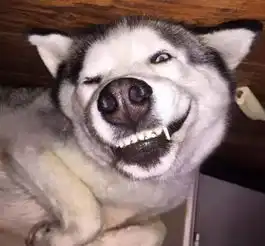  别人家的是哈士奇,你家的却是表情包二哈