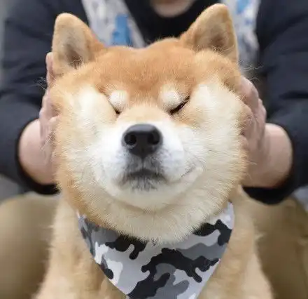  世界萌宠图鉴柴犬,一只行走的表情包