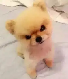  这只博美只要你看它一眼,就分分钟跟你干架不信看到它的脸你就明白了
