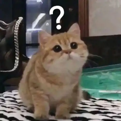 猫猫可爱表情包