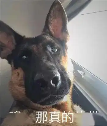 沙雕狗子表情包隆美尔
