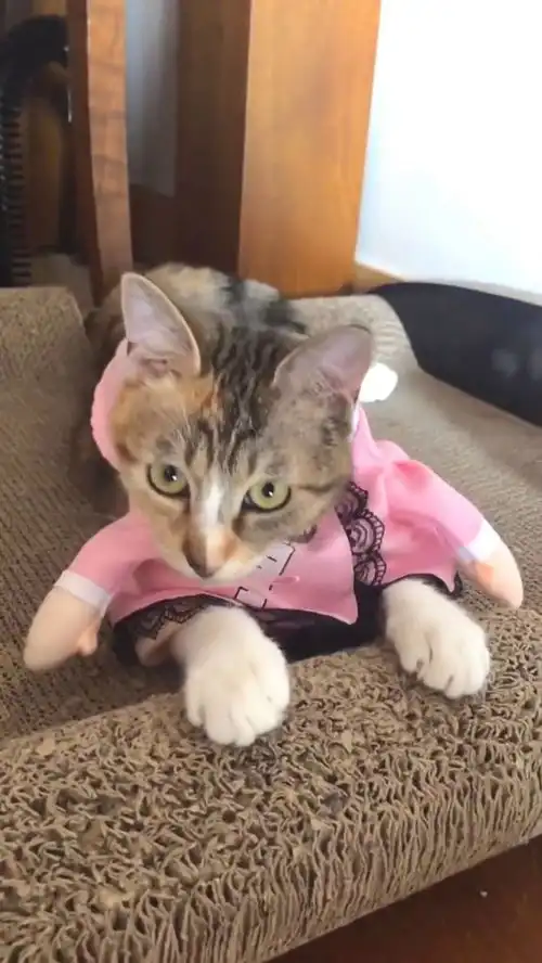  表情丰富的猫咪,还时不时给自己加戏,你去当演员算了