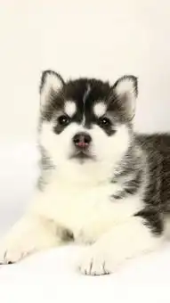  醇粹天然粮,居然是食品级的宠物粮