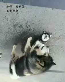  哈士奇说,在这个星球上,就没有比我们更二的狗了