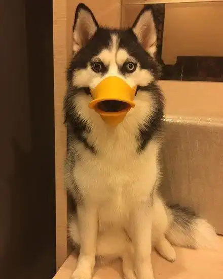  老大带你们出去散步,汪星人就是这么有自信