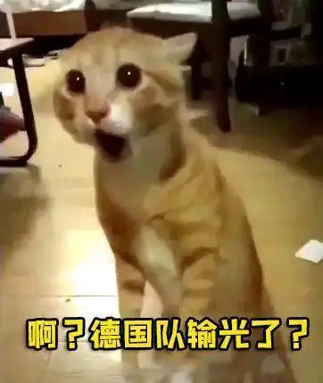  猫粮都没了,橘猫只能靠卖瓜为生,委屈巴巴的小表情引众人围观