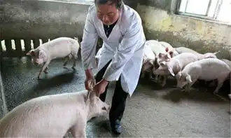  猪不会讲话,当出现下面这几种情况肯定是病了请记住了
