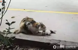  小猫被残忍的砍头剖腹,猫妈妈惊愕的表情令人心碎