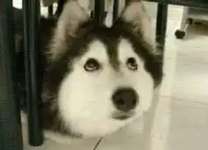  犯错的时候,所有的狗狗几乎都是这样的表情